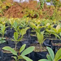 مگلونیا همیشه سبز و پالم واشنگتونیا