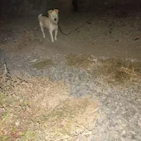 سگ پاکوتا