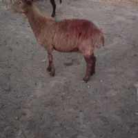 میش افشاری قوچ خورده