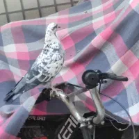 کبوتر|پرنده|قم, یزدان‌شهر|دیوار