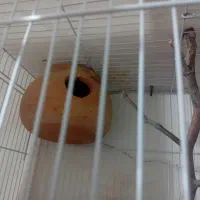 مرغ عشق خوشگل و خوشرنگ با لوازم|پرنده|مشکان, |دیوار