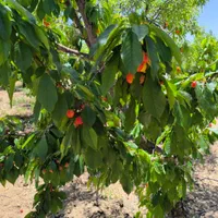 باغ دارای درختان میوه|فروش زمین و ملک کلنگی|اصفهان, آزادان|دیوار