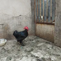 خروس سیاه جوان اصیل مرندی|حیوانات مزرعه|قم, عمار یاسر|دیوار