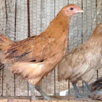 فروش جوجه محلی