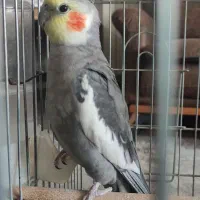 عروس هلندی با قفس