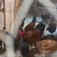 فروش ۲۰ عدد مرغ جوان و تخم گذار