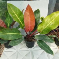 فیلو پرتقالی