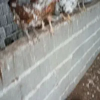 مرغ گلین|حیوانات مزرعه|چابکسر, |دیوار