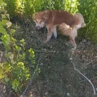 واگذاری حیوان