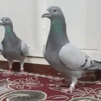 پلاکی دو جفت و یک نر سینه سیاه|پرنده|اهواز, بهارستان|دیوار