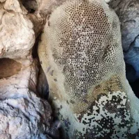 عسل زوروا