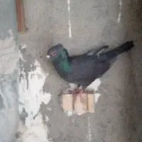 کبوتر|پرنده|مشهد, رستگار|دیوار