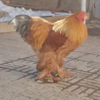 خروس برهما درشت و سرحال