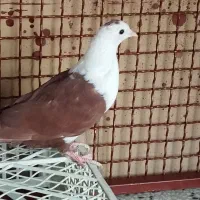 کبوتر نهبندان|پرنده|نهبندان, |دیوار