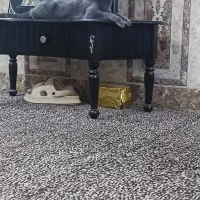 گربه برتیش|گربه|آبادان, |دیوار