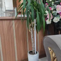 گل طبیعی|گل و گیاه طبیعی|مشهد, چهارچشمه|دیوار