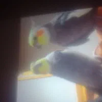 عروس هلندی برای فروش