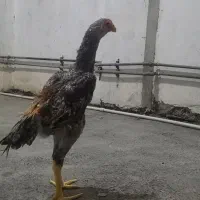لاری اوشامو