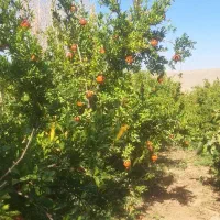 فروش انار و یا اجاره باغ انار