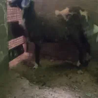 بره ماده