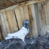 کفتر تعداد میخام