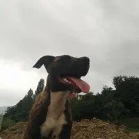 توله پیت بول ماده اصیل رنگ کمیاب