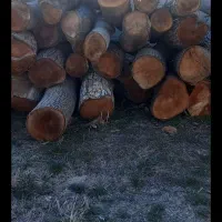 خرید چوب و هرس تخصصی درختان|خدمات باغبانی و درختکاری|قم, قلعه صدری|دیوار