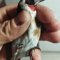 سره  قناری سره خاکی معاوضه باقفس ۸خوان