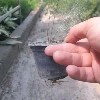 آگلونما و دیفن و اسپاراگوس