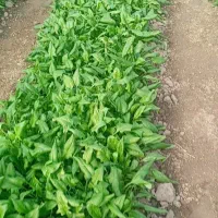 فروش ویژه اسفناج و ترپ|خوردنی و آشامیدنی|خوی, |دیوار