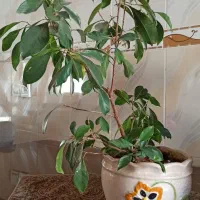 گل طبیعی درخچه ای بنسای|گل و گیاه طبیعی|دیواندره, |دیوار