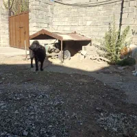 سگ قدرجونی|سگ|بیستون, |دیوار