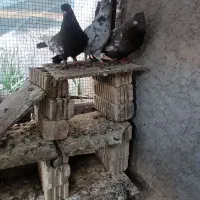 کفتر سینه|پرنده|داراب, |دیوار