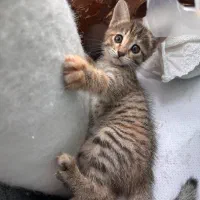 وگزاری گربه