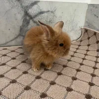 خرگوش لوپ سه عدد|موش و خرگوش|بابل, |دیوار