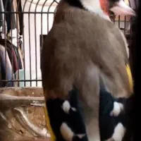 درود خدمت شما. فروش سهره ذاغ