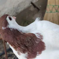 خال سرخ نر