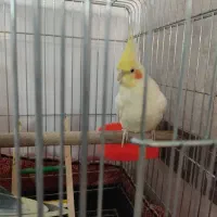 عروس هلندی نر
