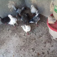 کفتر بومب