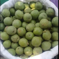 گردو با کیفیت ارشق رحیم بیگلو