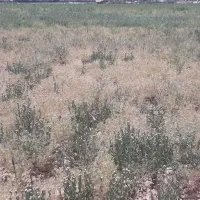 زیره سبز