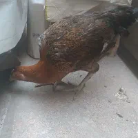 گوژپشت|حراج|مشهد, امیرآباد|دیوار