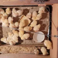 جوجه مرغ خروس (کردی -ماشینی)|حیوانات مزرعه|کرمانشاه, |دیوار