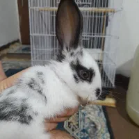 خرگوش سفید و سیاه خوشگل|موش و خرگوش|اهواز, امانیه|دیوار
