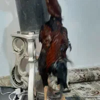 خروس فوقولاده درشت