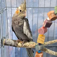 ۵عدد جوجه عروس هلندی