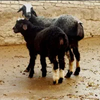 میش شال جوان بره نر و میش ابستن از قوچ هترو گوسفند