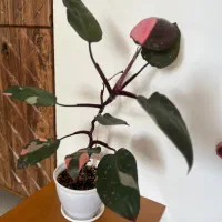 گیاه پینک پرنسس|گل و گیاه طبیعی|شاهرود, |دیوار