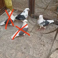 کفتر  کبوتر