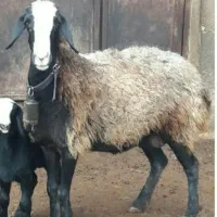 عروس کله سفید زیبایی